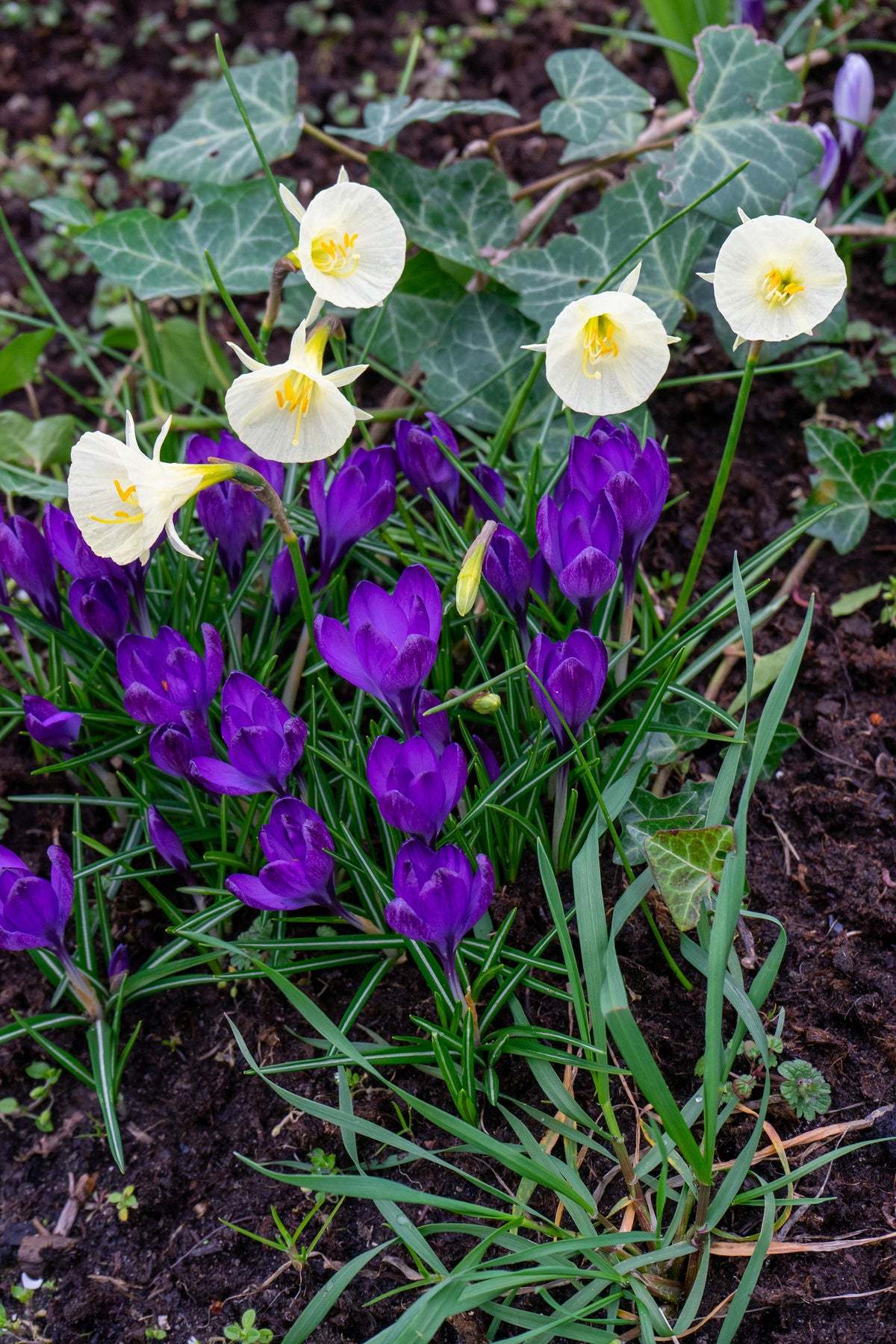 Dark purple Crocus flowers blooming with white cup shaped daffodils in a garden at Paisley Gardens in Northfield, MN.