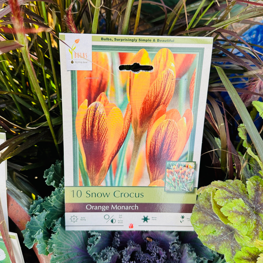 Snow Crocus packaging with orange flowers in a garden setting at Paisley Gardens in Northfield, MN.