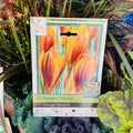 Snow Crocus packaging with orange flowers in a garden setting at Paisley Gardens in Northfield, MN.