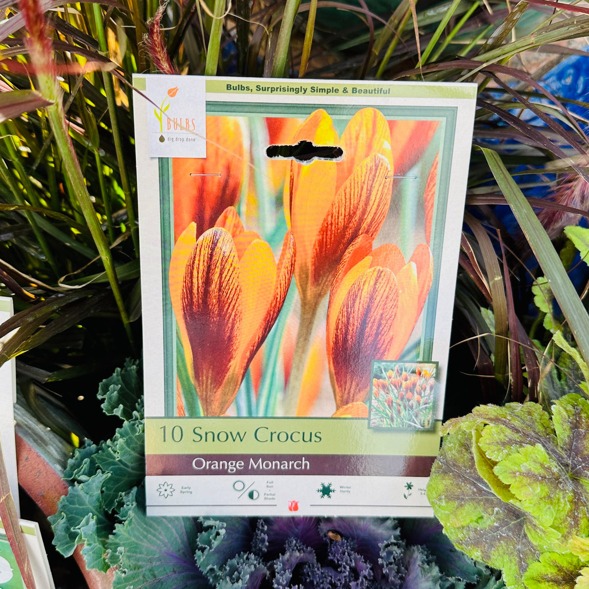Snow Crocus packaging with orange flowers in a garden setting at Paisley Gardens in Northfield, MN.