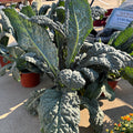 A potted plant of dinosaur kale with silvery-green, textured leaves, displayed outdoors on a concrete surface at Paisley Gardens in Northfield, MN.