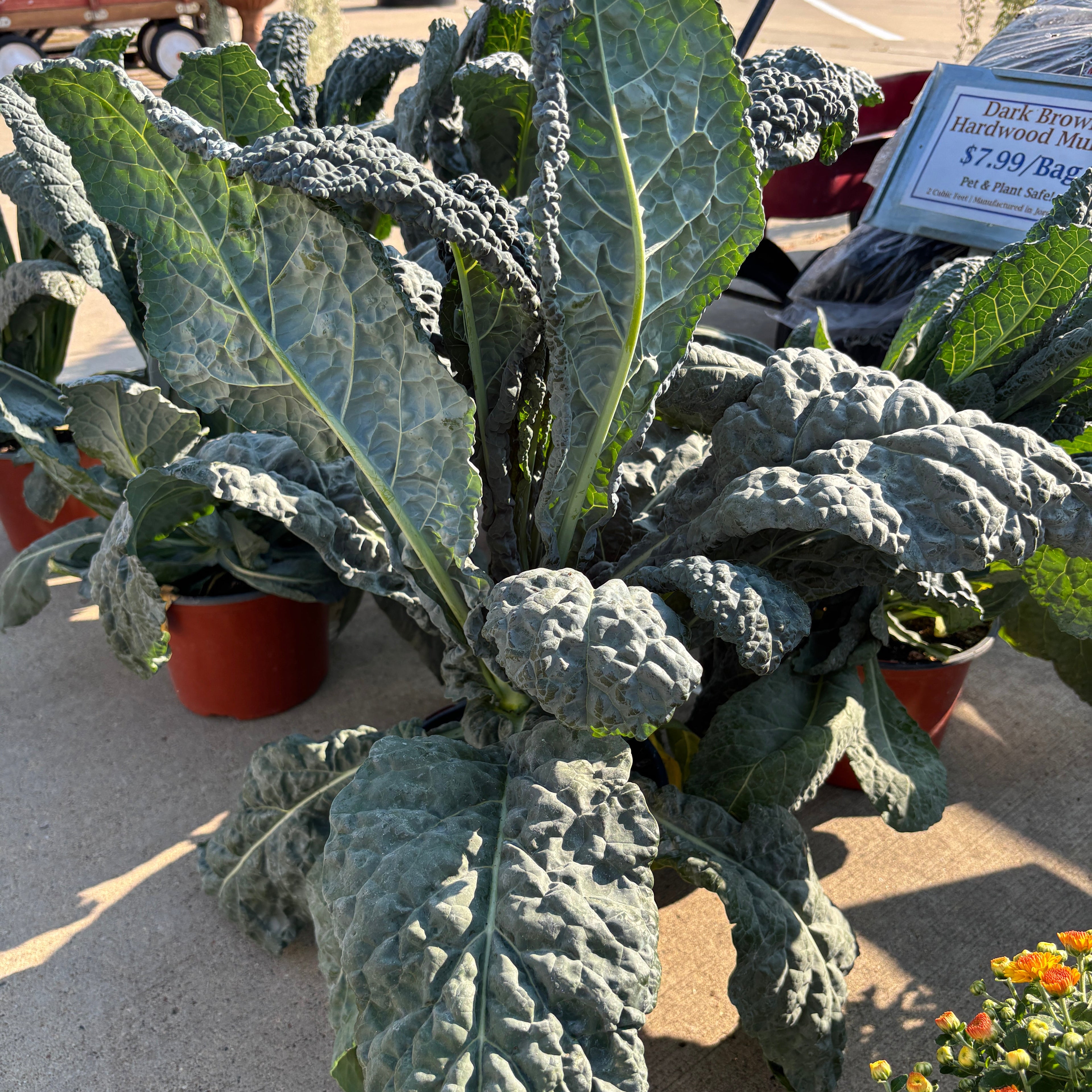 A potted plant of dinosaur kale with silvery-green, textured leaves, displayed outdoors on a concrete surface at Paisley Gardens in Northfield, MN.
