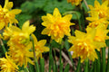 A close up of double, yellow flowering Daffodil Tete a Tete bulbs with green stems at Paisley Gardens in Northfield, MN.