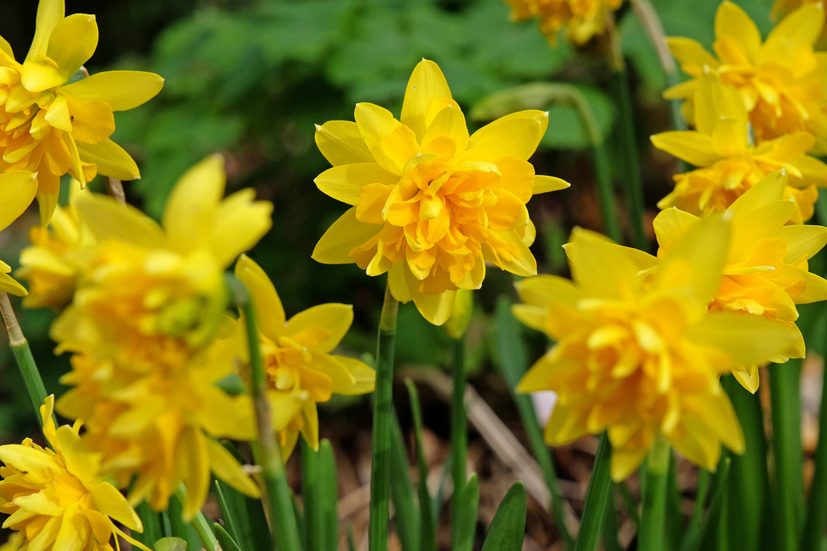 A close up of double, yellow flowering Daffodil Tete a Tete bulbs with green stems at Paisley Gardens in Northfield, MN.