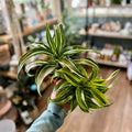 Two variegated plants with green and cream stripes, held in a person's hand inside a softly blurred plant shop.