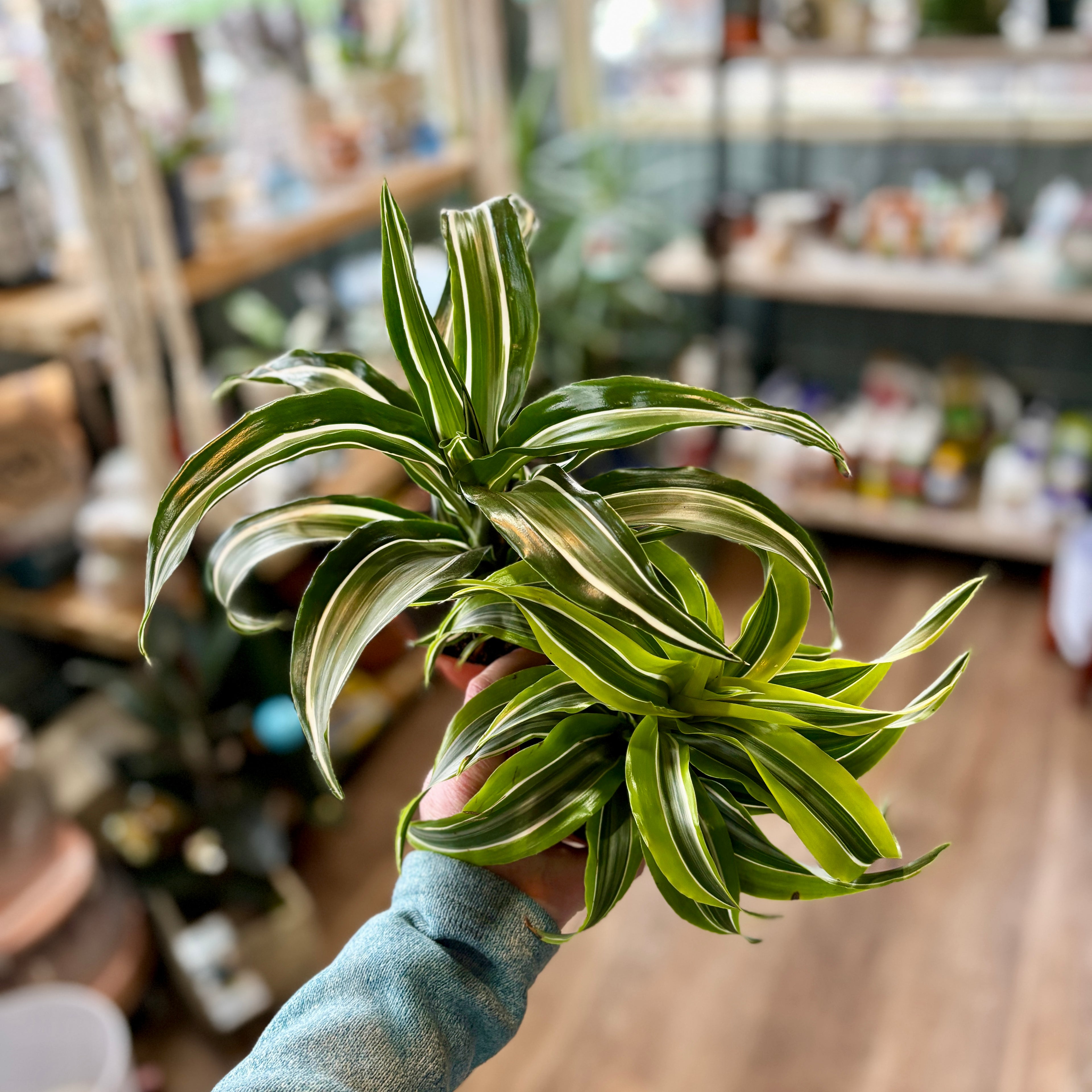 Two variegated plants with green and cream stripes, held in a person's hand inside a softly blurred plant shop.