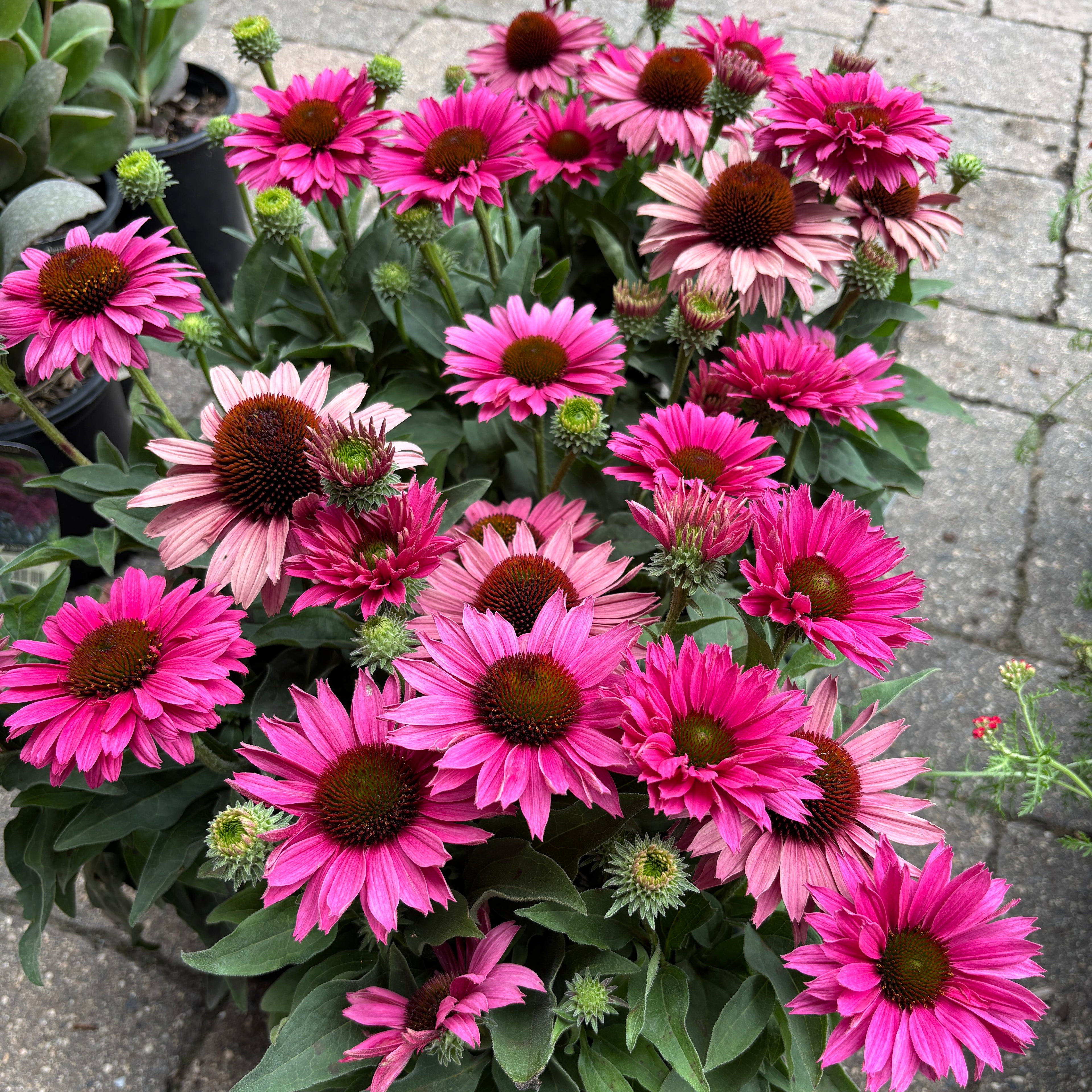 A potted cluster of coneflowers in a garden center with pink petals, dark brown centers, and green foliage on a stone paver surface.