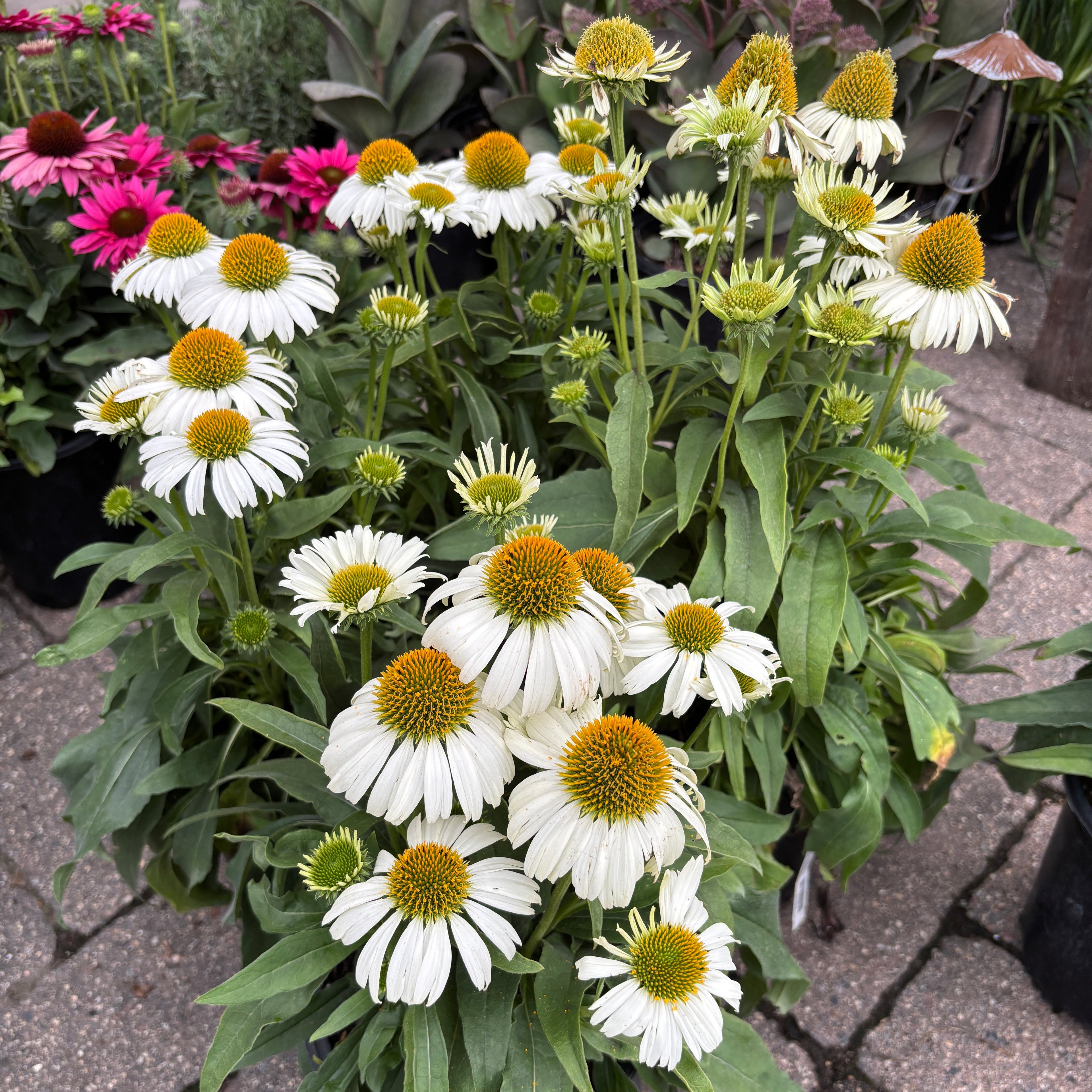 A potted cluster of white coneflowers with bright orange-brown centers and green foliage, photographed outdoors on a stone patio with other flowers in the background.