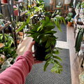 A person in a pink sweatshirt holds a potted green plant with trailing fronds in a black nursery pot, photographed inside a plant shop with shelves and other plants in the background at Paisley Gardens in Northfield, MN.