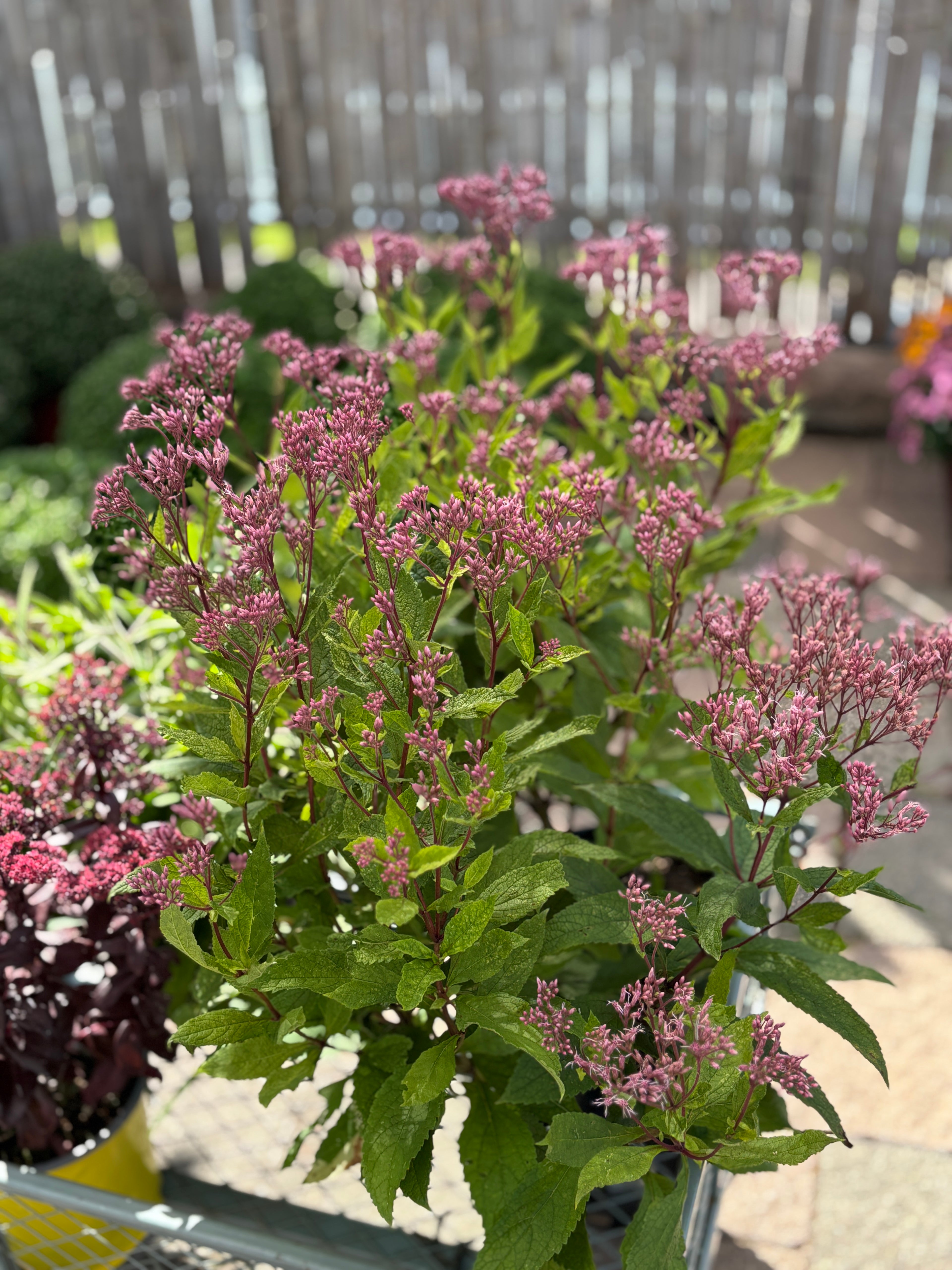 Rose-pink flowering plants with green leaves in a garden center setting.