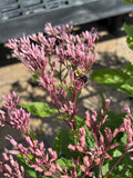 Pink flower with a bee on a blurred background