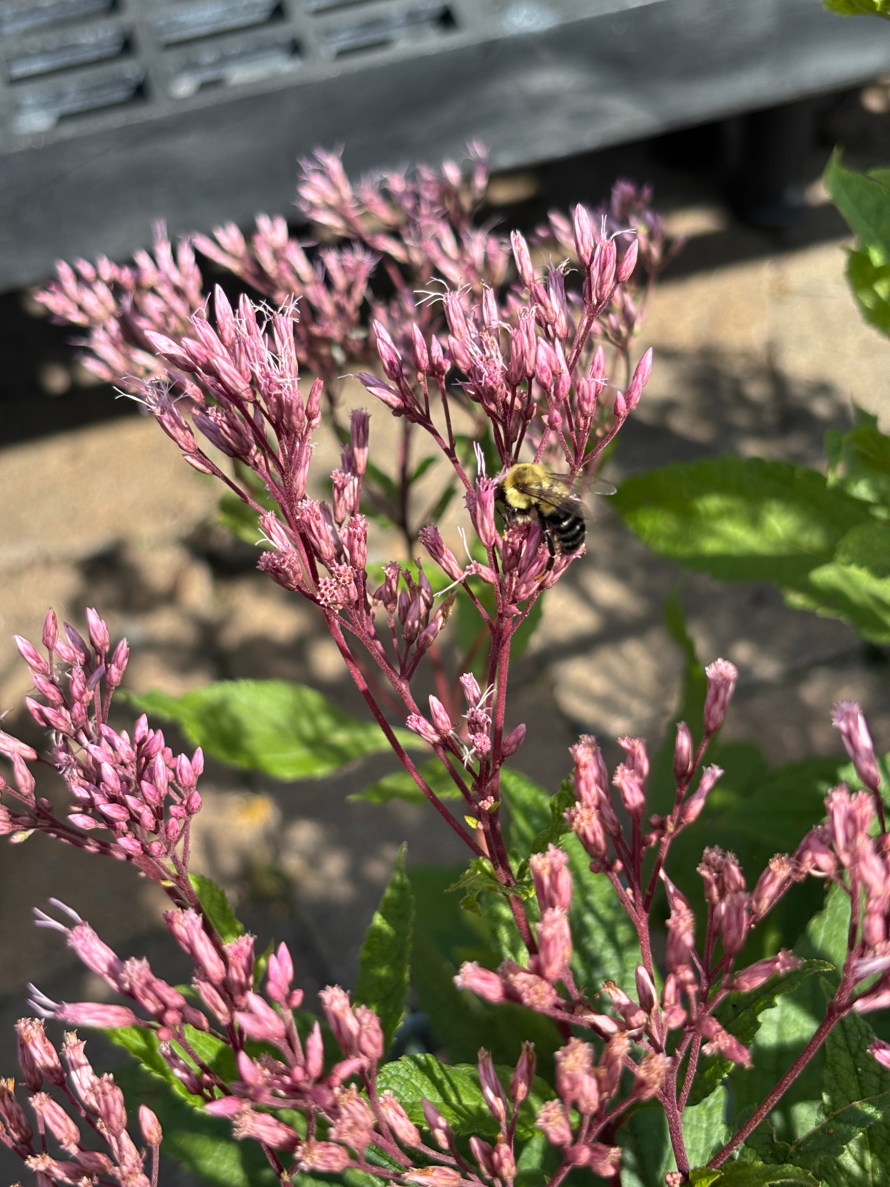 Pink flower with a bee on a blurred background