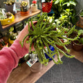 A person's hand wearing a pink long-sleeve shirt holds a small potted green succulent plant with branching, spiky stems at Paisley Gardens in Northfield, MN.