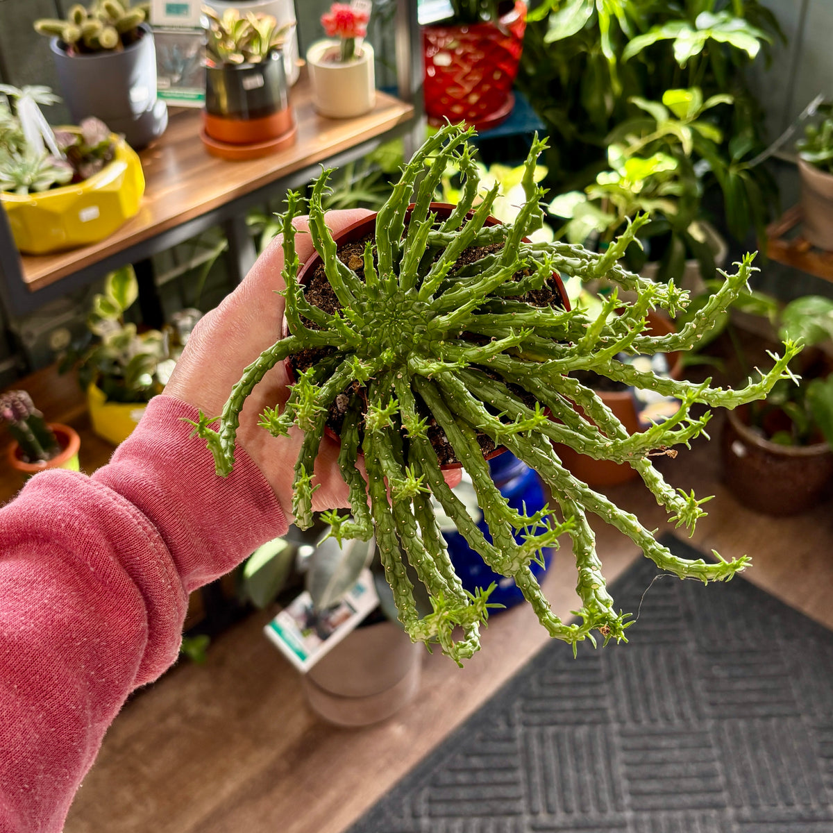 A person's hand wearing a pink long-sleeve shirt holds a small potted green succulent plant with branching, spiky stems at Paisley Gardens in Northfield, MN.