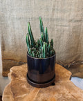 A fairy castle cactus displayed  in a bronze ceramic pot with matching saucer sitting on a wooden surface with a textured wall background