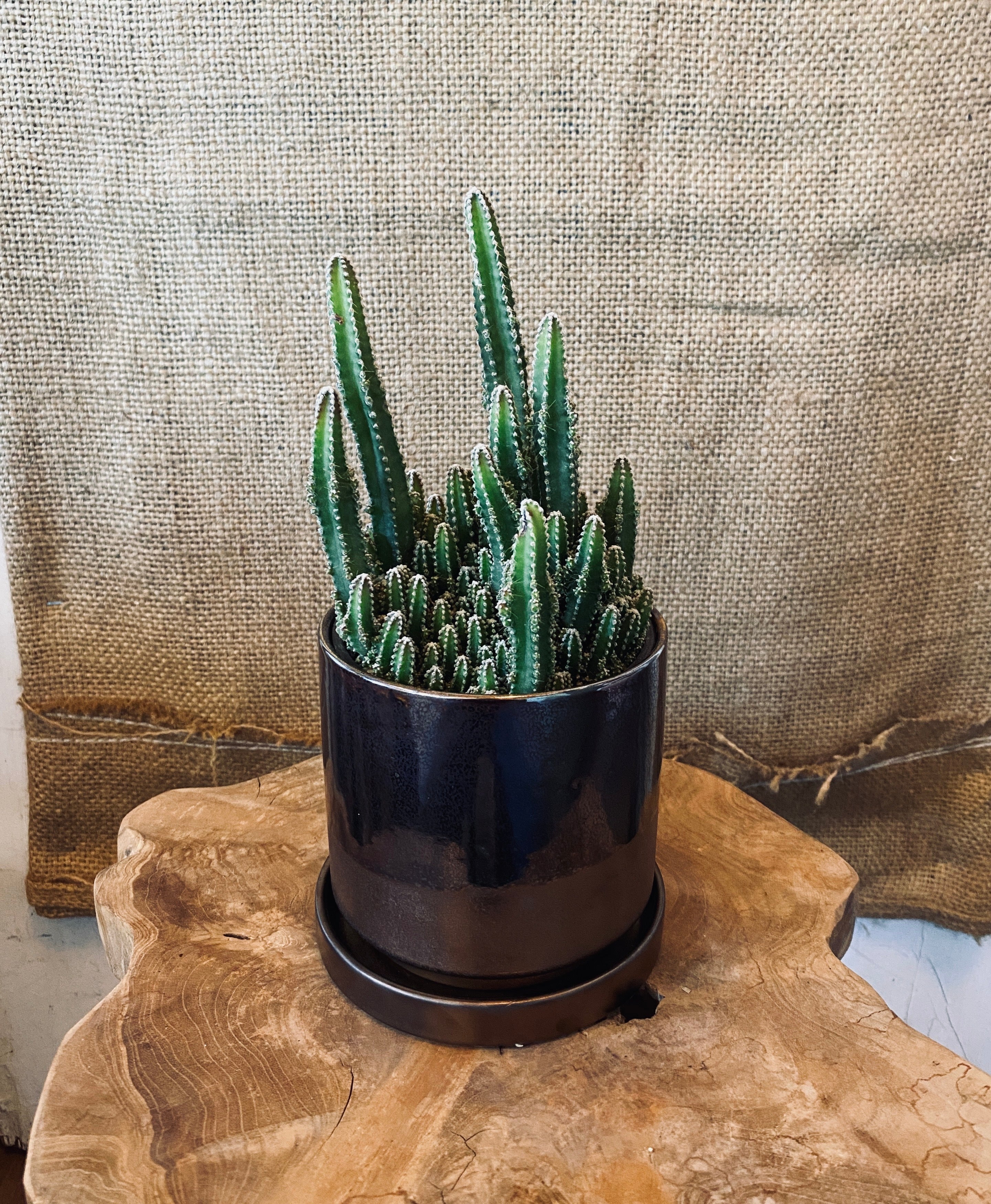 A fairy castle cactus displayed  in a bronze ceramic pot with matching saucer sitting on a wooden surface with a textured wall background