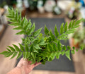 A person's hand holding a live green potted fern with compound leaves, set against a blurred indoor background at Paisley Gardens in Northfield, MN.