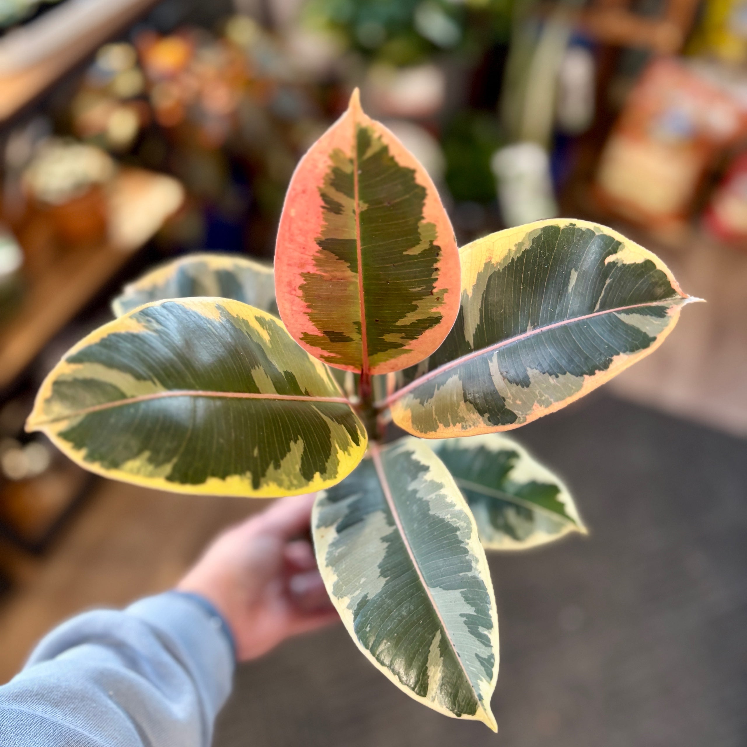 Variegated plant with large leaves featuring pink, green and yellow colors held by a person with a blurred indoor setting