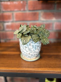 A green and white variegated Fittonia plant sitting in a pot with light blue flowers on a shelf at Paisley Gardens in Northfield, MN.