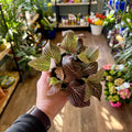 A hand holding a pink and green variegated nerve plant in Paisley Gardens surrounded by plants and shelves. 