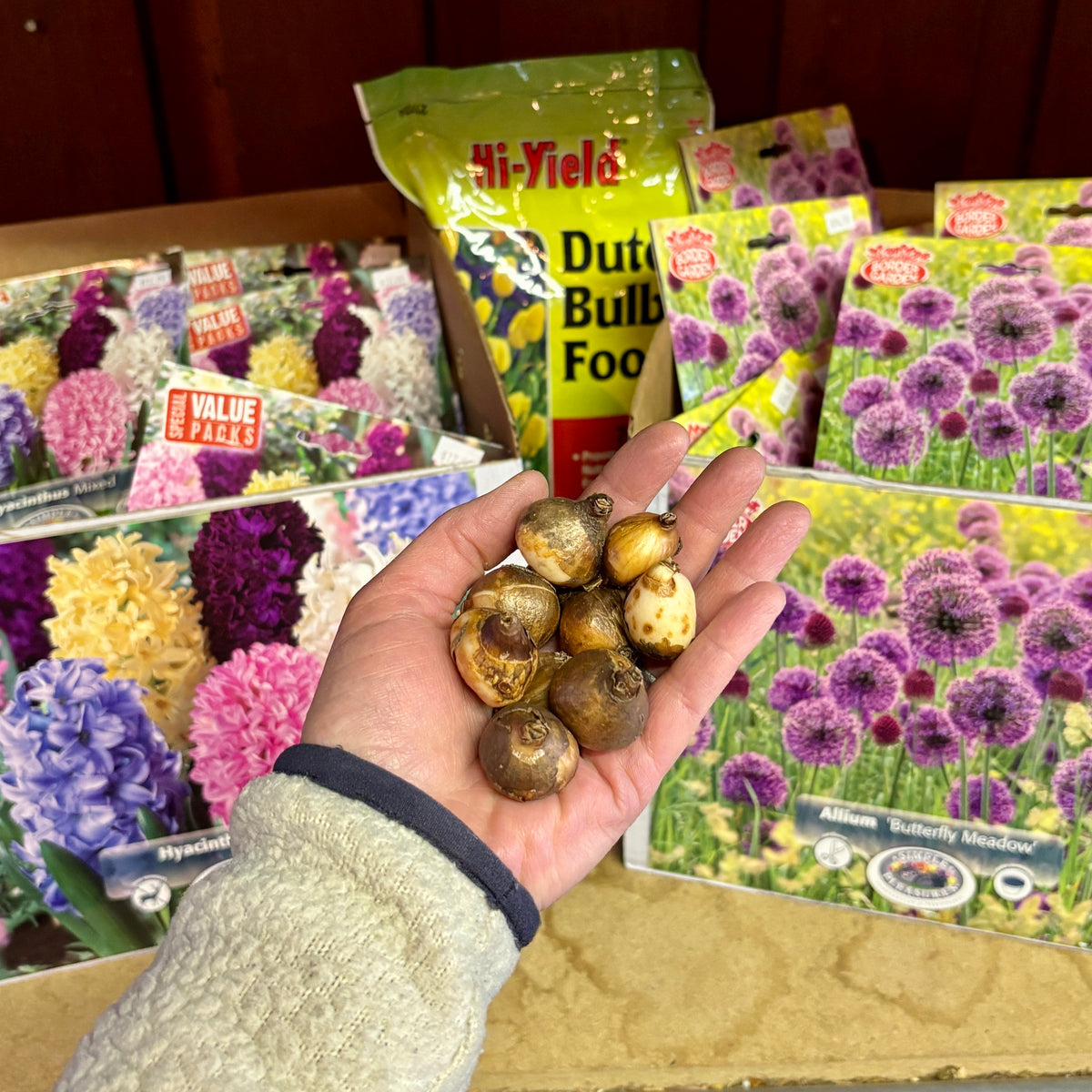 A hand holding several brown Snowdrop bulbs in front of boxes of Hi-Yield Dutch Bulb Food and Hyacinth bulb packets at Paisley Gardens in Northfield, MN.