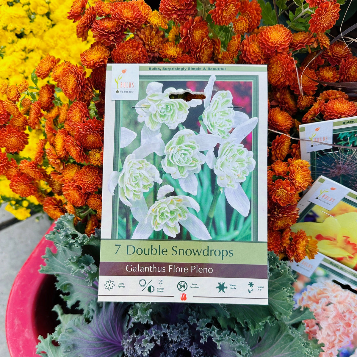 Package of bulbs  for double snowdrops surrounded by colorful flowers at Paisley Gardens in Northfield, MN.