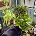 A hand wearing a dark gray fleece sleeve holds two small potted Gasteria succulent plants set against a cozy indoor plant shop background.