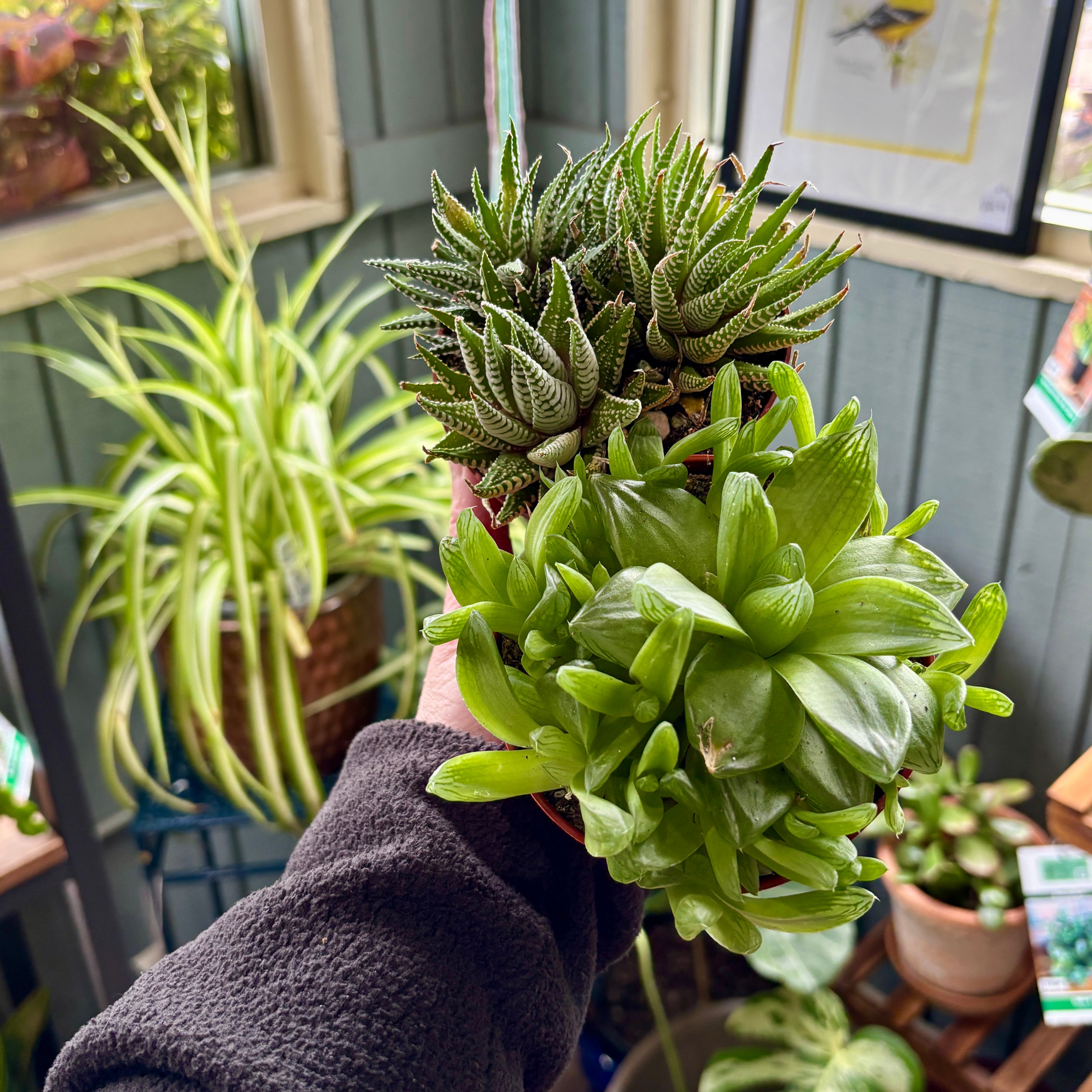 A hand wearing a dark gray fleece sleeve holds two small potted Gasteria succulent plants set against a cozy indoor plant shop background.