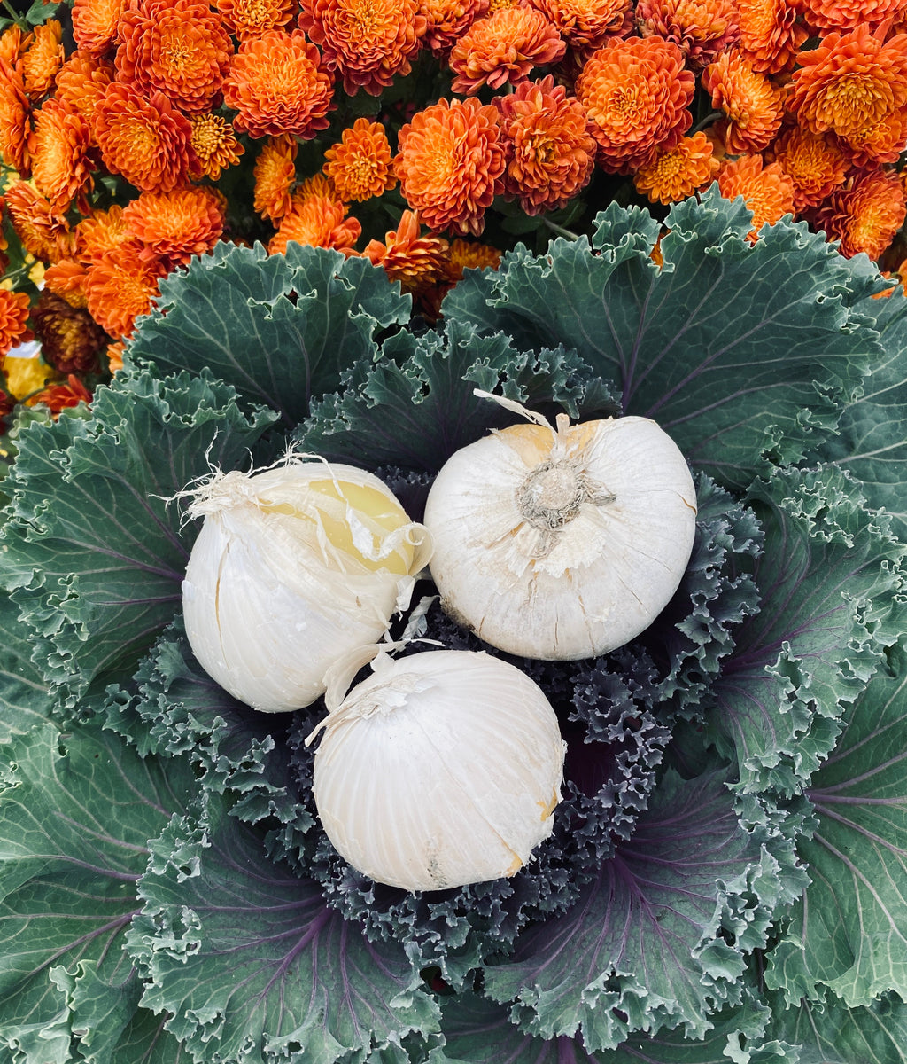 Three white perennial Allium bulbs on a  green kale plant with orange flowers in the background at Paisley Gardens in Northfield, MN.