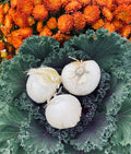 Three white perennial Allium bulbs on a  green kale plant with orange flowers in the background at Paisley Gardens in Northfield, MN.