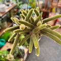 Cactus plant in a pot with a blurred indoor background at Paisley Gardens in Northfield, MN.