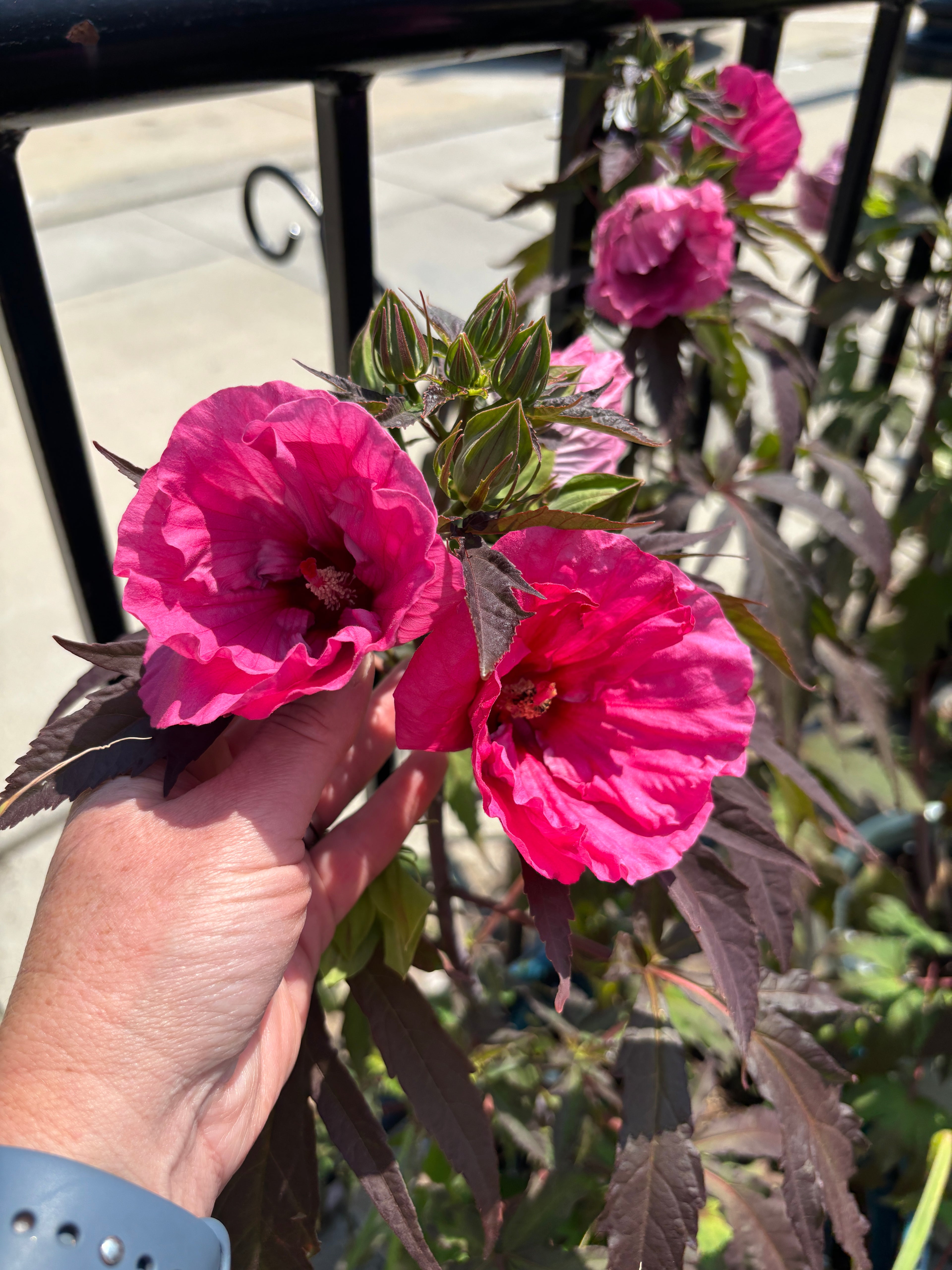 A close-up of bright pink hibiscus flowers with dark purple leaves, held by a person's hand in front of a black metal fence.