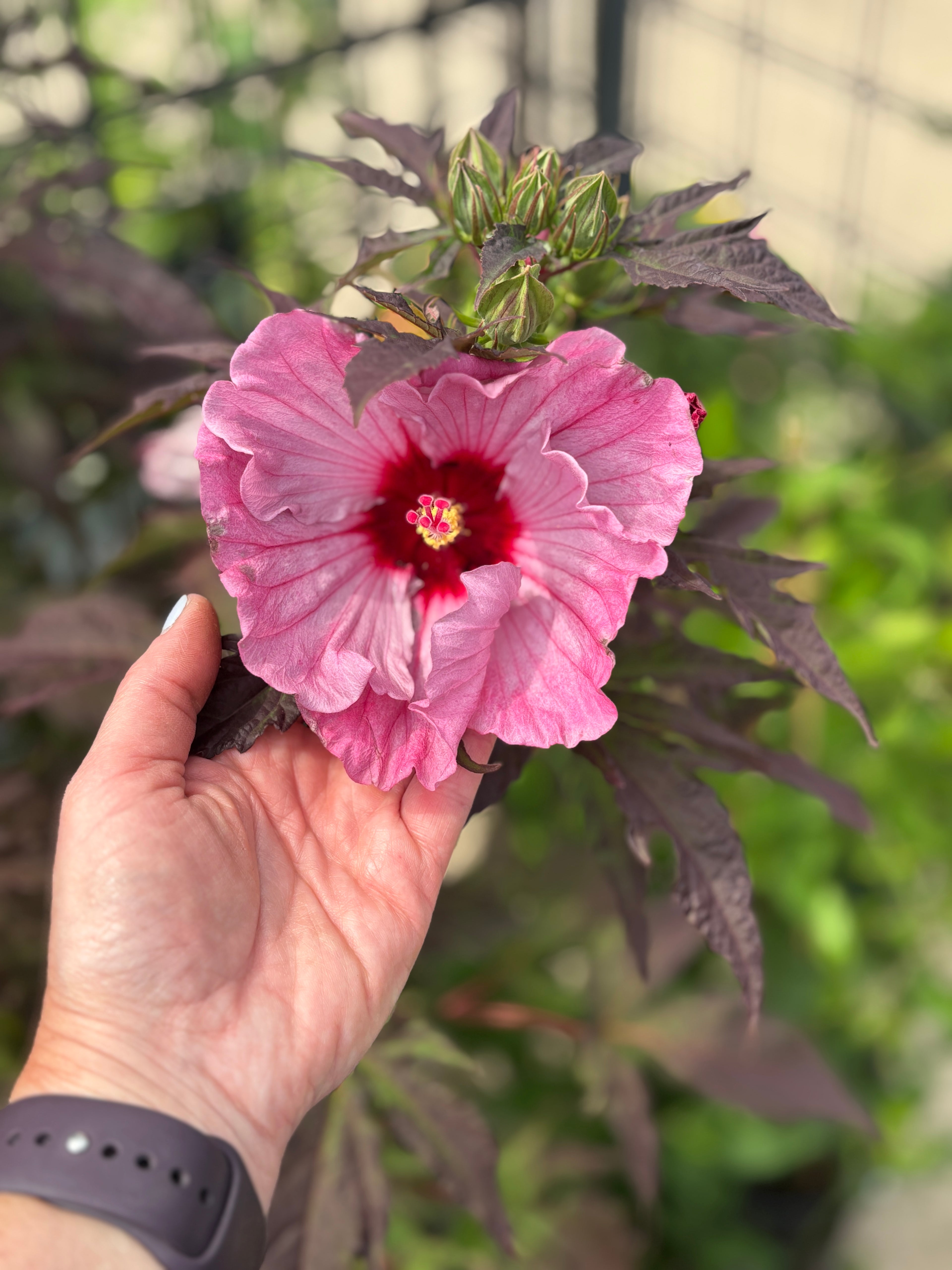 Hand holding a pink flower with green leaves in the background