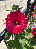A large bright red hibiscus flower in full bloom with green leaves, photographed outdoors near a garden bed and railing.