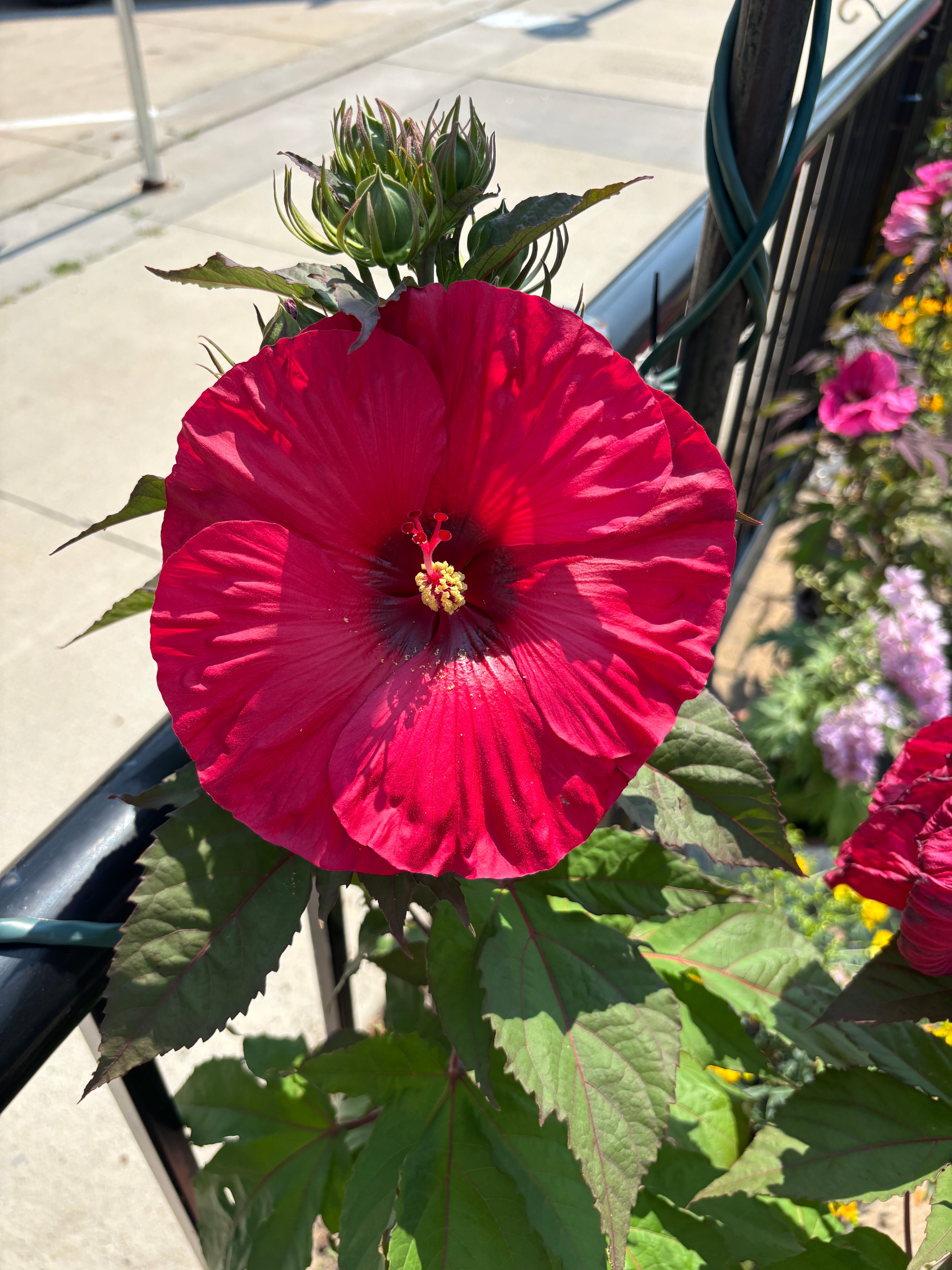 A large bright red hibiscus flower in full bloom with green leaves, photographed outdoors near a garden bed and railing.