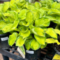 A green and yellow variegated perennial hosta plant sitting on a bench with other hostas at Paisley Gardens in Northfield, MN.