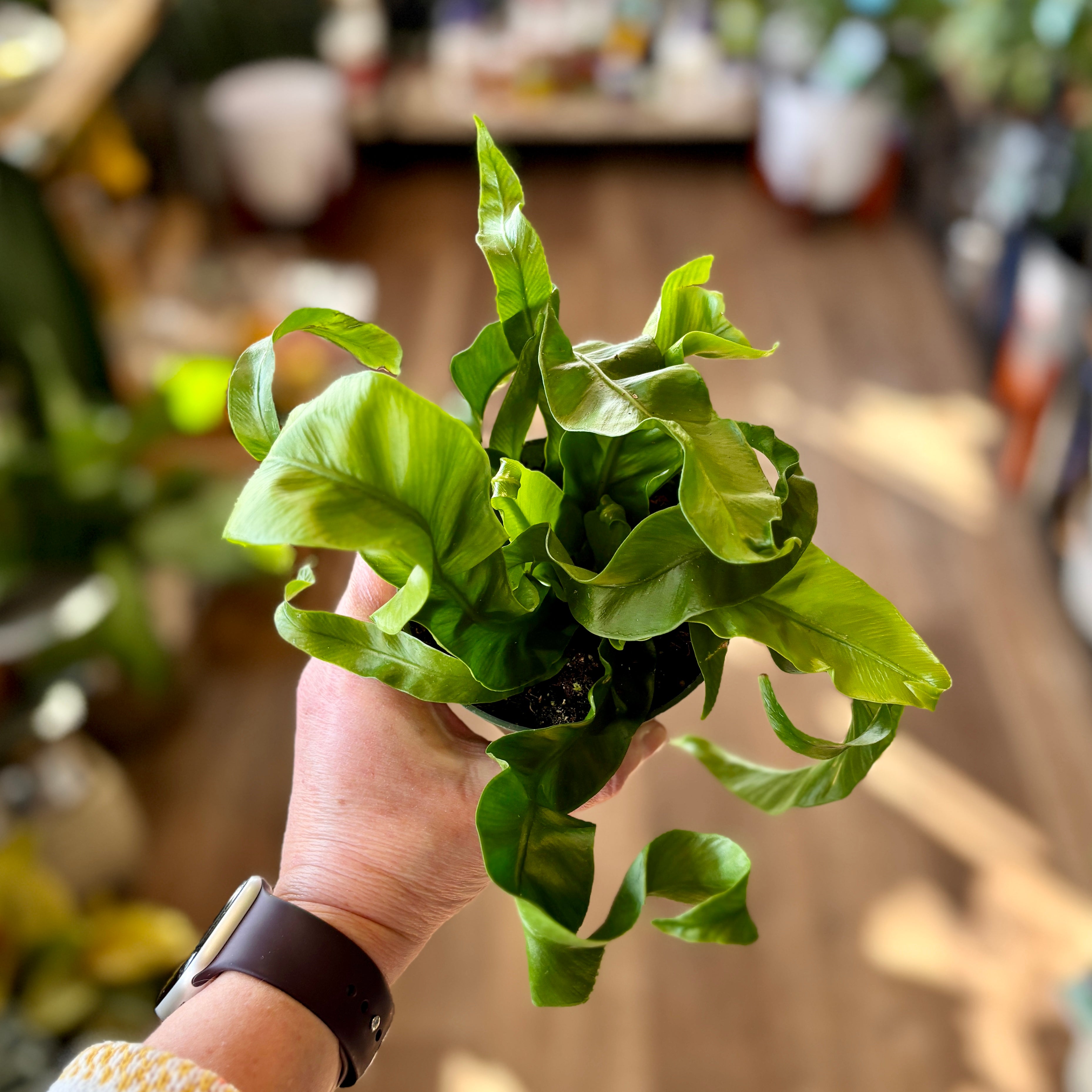 A person's hand holding a small green potted plant with curly, wavy fronds in a warm, sunlit indoor setting with a blurred wooden floor and shelves in the background.