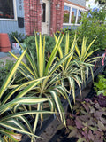 Yucca Color Guard 1 Gallon