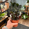 ZZ Dwarf Black