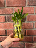 Lucky Bamboo 4" Stalks