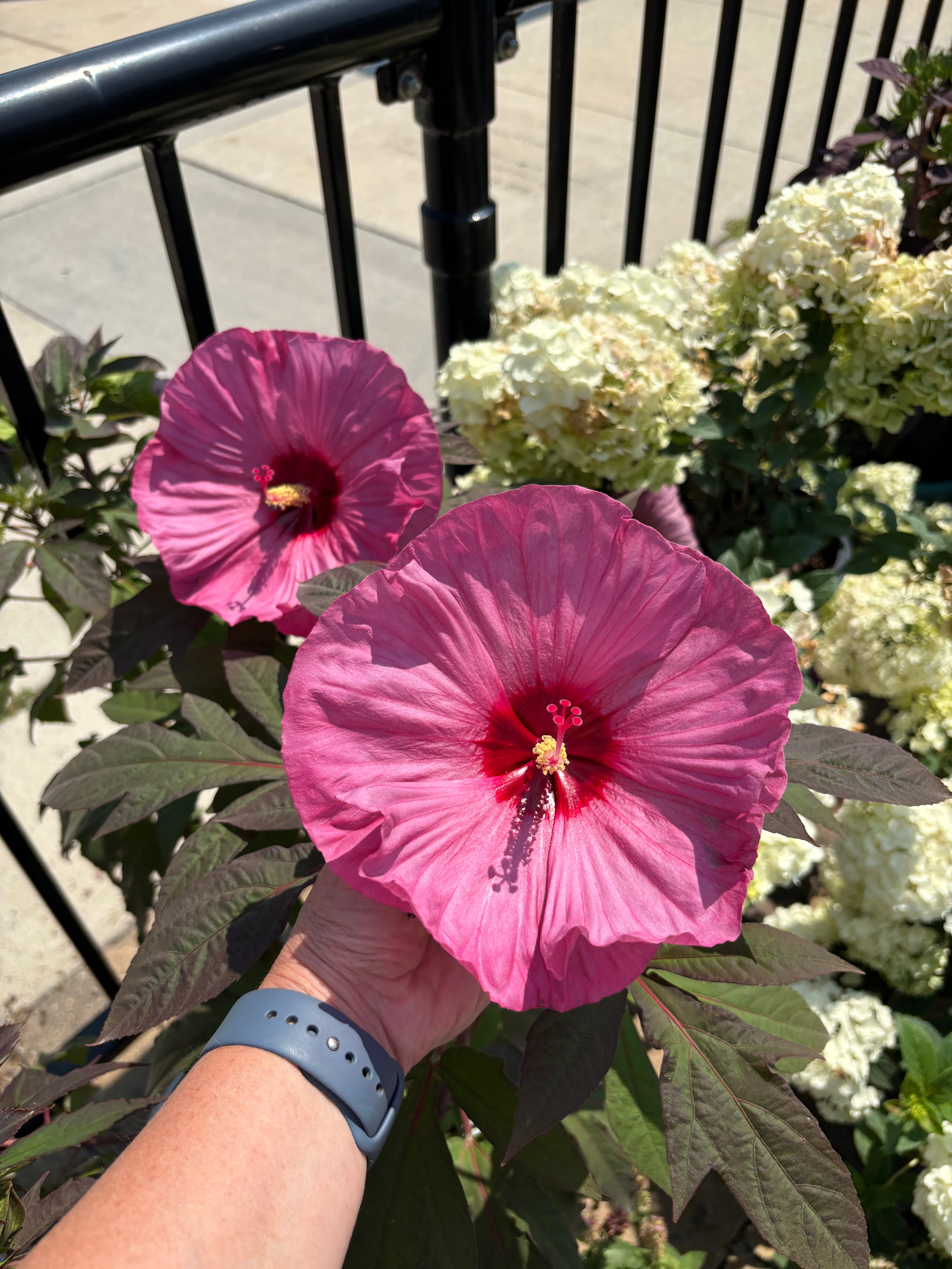 A close-up of a hand holding a vibrant pink hibiscus flower in a garden setting, with other white hydrangea blooms and a black metal fence in the background.