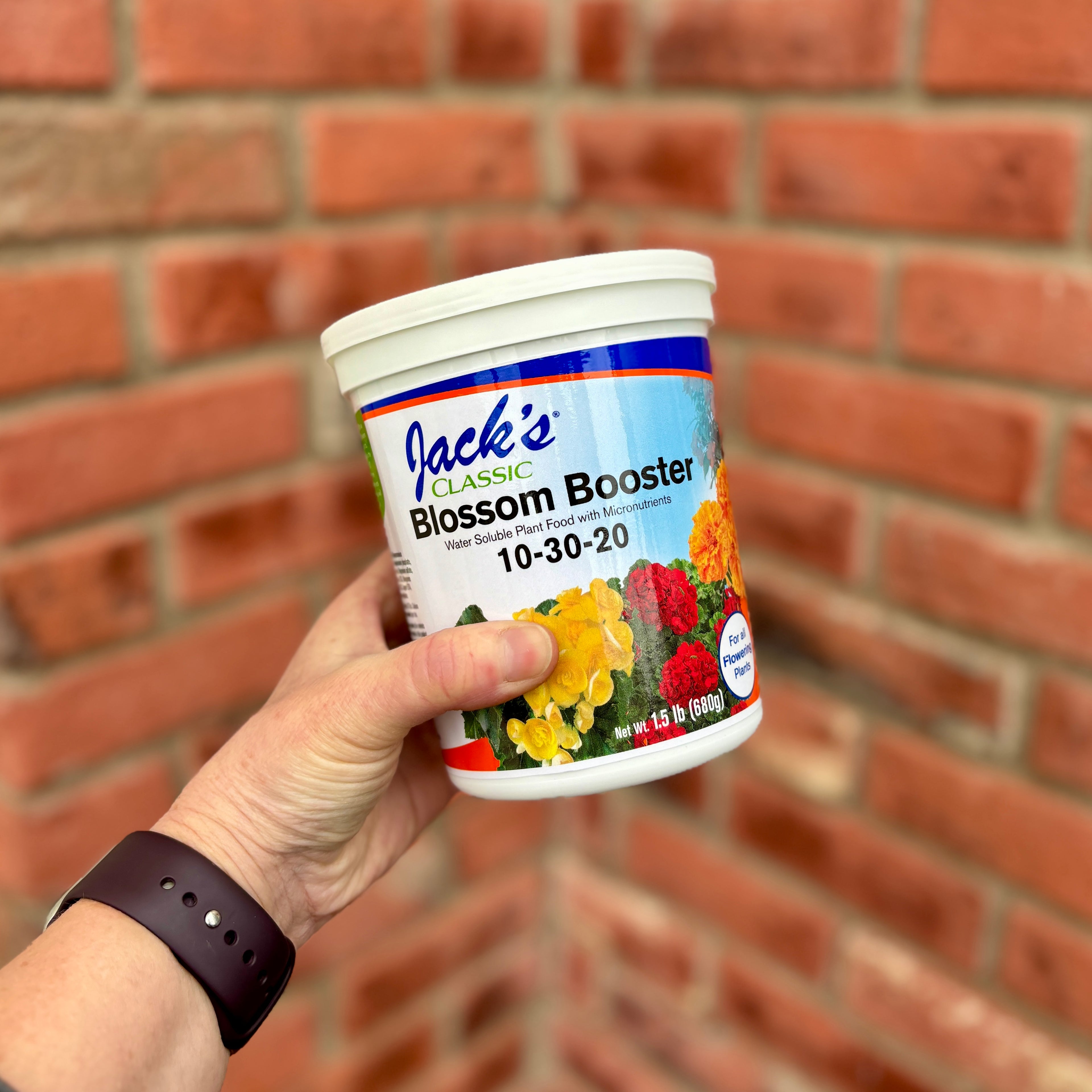 A hand holding a white tub of Jack's Classic Blossom Booster fertilizer in front of a red brick wall background.