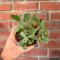 A hand holding a succulent with pointed green leaves in front of a red brick wall