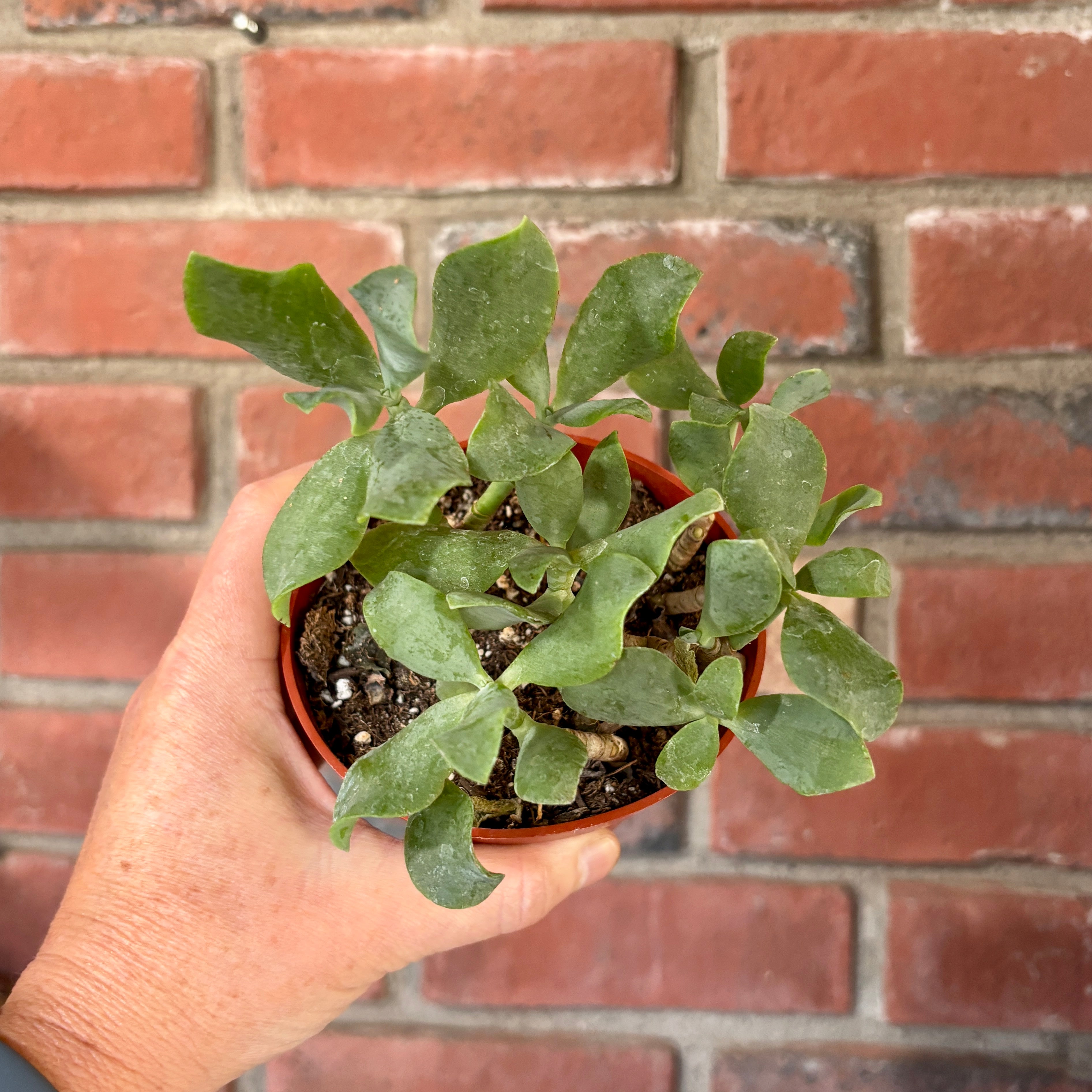 A hand holding a succulent with pointed green leaves in front of a red brick wall
