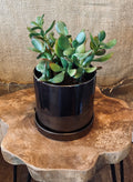 Potted succulent displayed in a ceramic bronze colored pot sitting on a wooden surface with a textured wall background at Paisley Gardens in Northfield, MN.