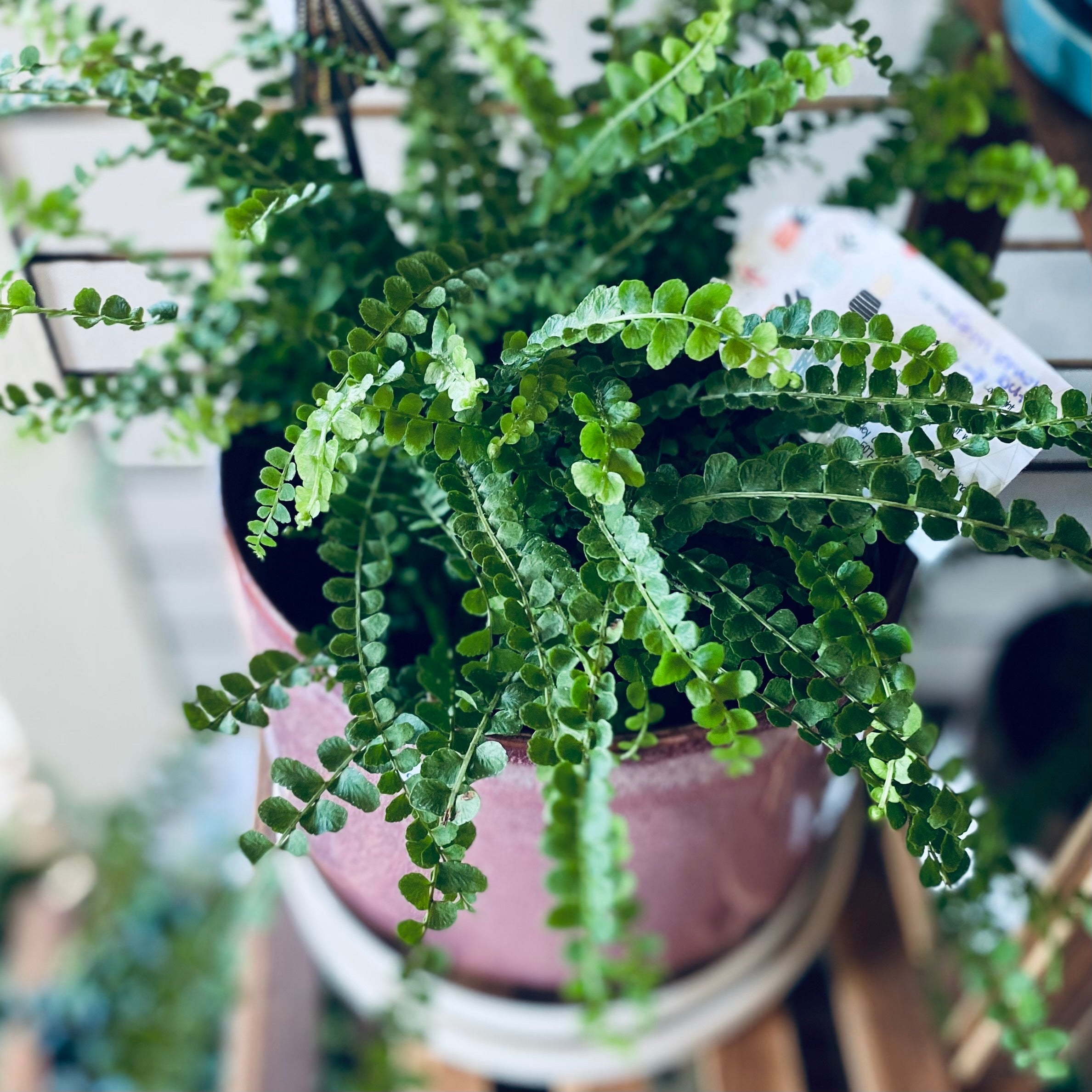 Potted fern plant with small button-like green leaves along the stem on a blurred background