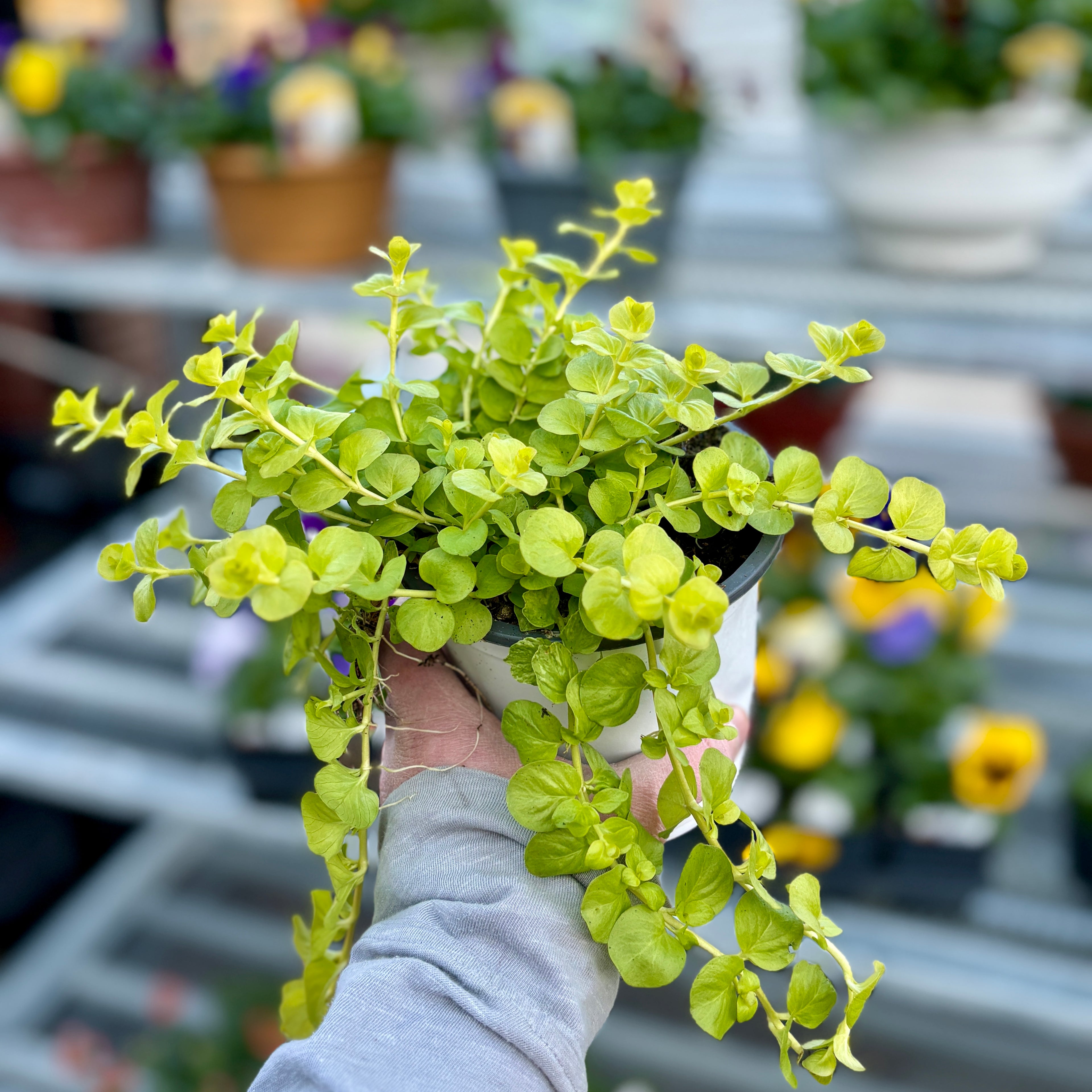 Hand holding a trailing potted plant with chartreuse colored round leaves with a blurred garden background at Paisley Gardens in Northfield, MN.