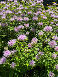 A dense patch of purple bee balm flowers with green leaves in full bloom at Paisley Gardens in Northfield, MN.