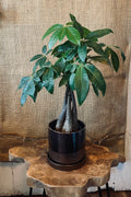 A green plant with a braided trunk sitting in a bronze decorative pot on a wood stand with a burlap background.