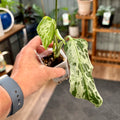 Monstera Bulbasar